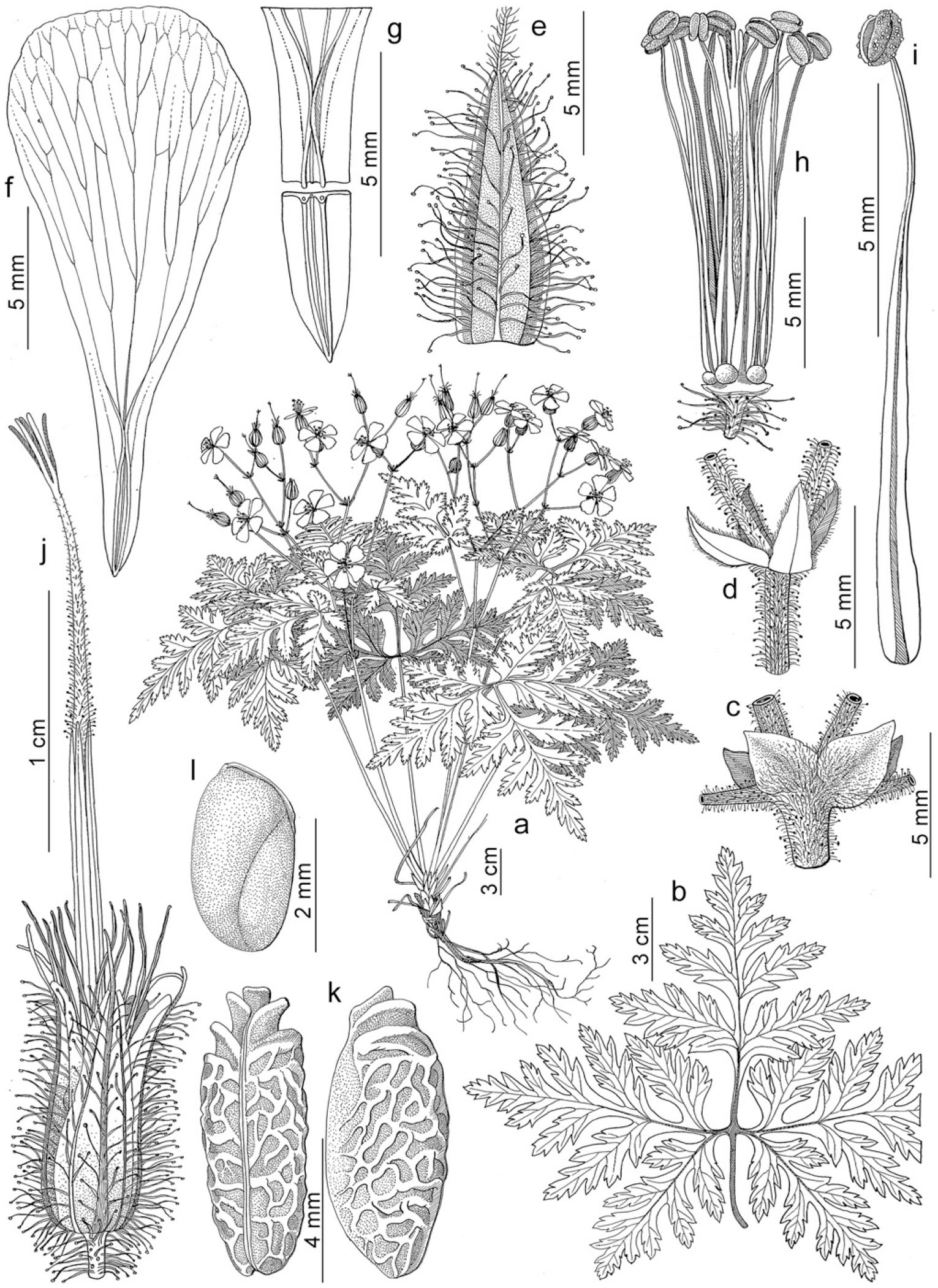 Taxonomic Revision Of Geranium Sect Ruberta And Unguiculata