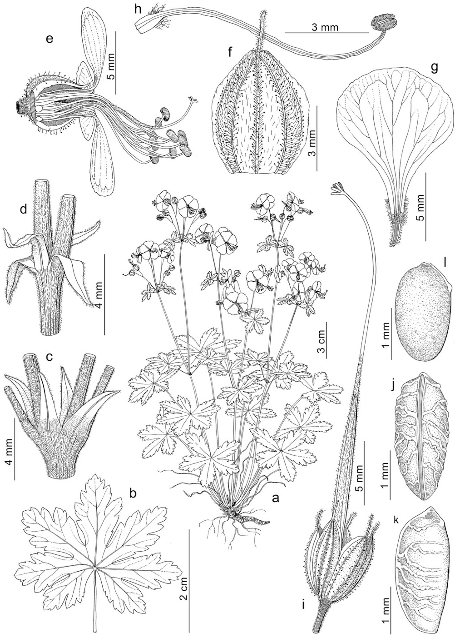 Taxonomic Revision Of Geranium Sect Ruberta And Unguiculata Geraniaceae 1