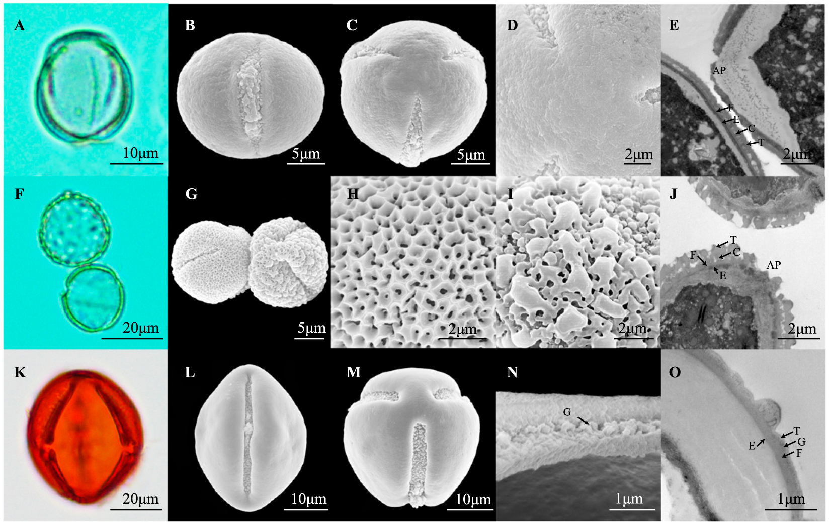 Evolution Of Angiosperm Pollen 5 Early Diverging Superasteridae Berberidopsidales Caryophyllales Cornales Ericales And Santalales Plus Dilleniales1