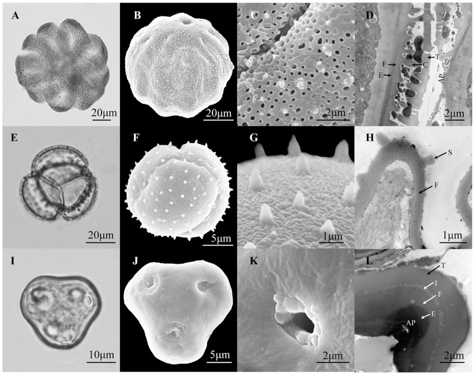 Evolution Of Angiosperm Pollen 5 Early Diverging Superasteridae Berberidopsidales Caryophyllales Cornales Ericales And Santalales Plus Dilleniales1