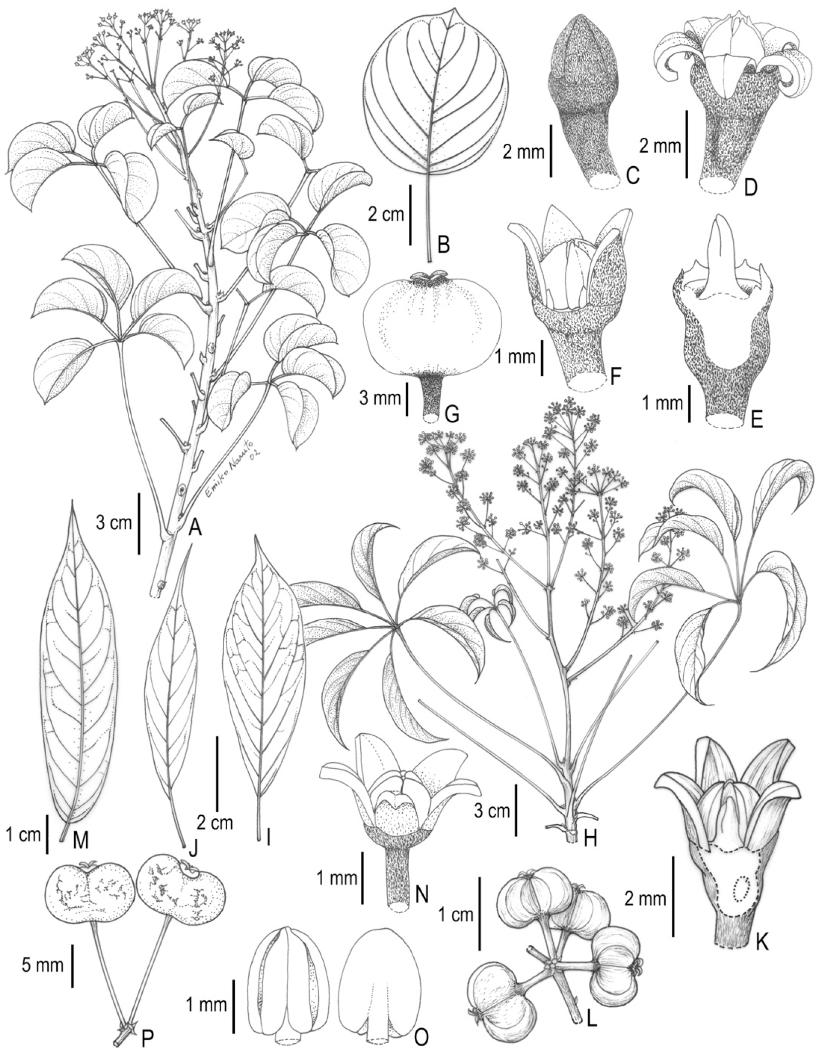 Revision Of The Didymopanax Group Of Neotropical Schefflera (Araliaceae)1