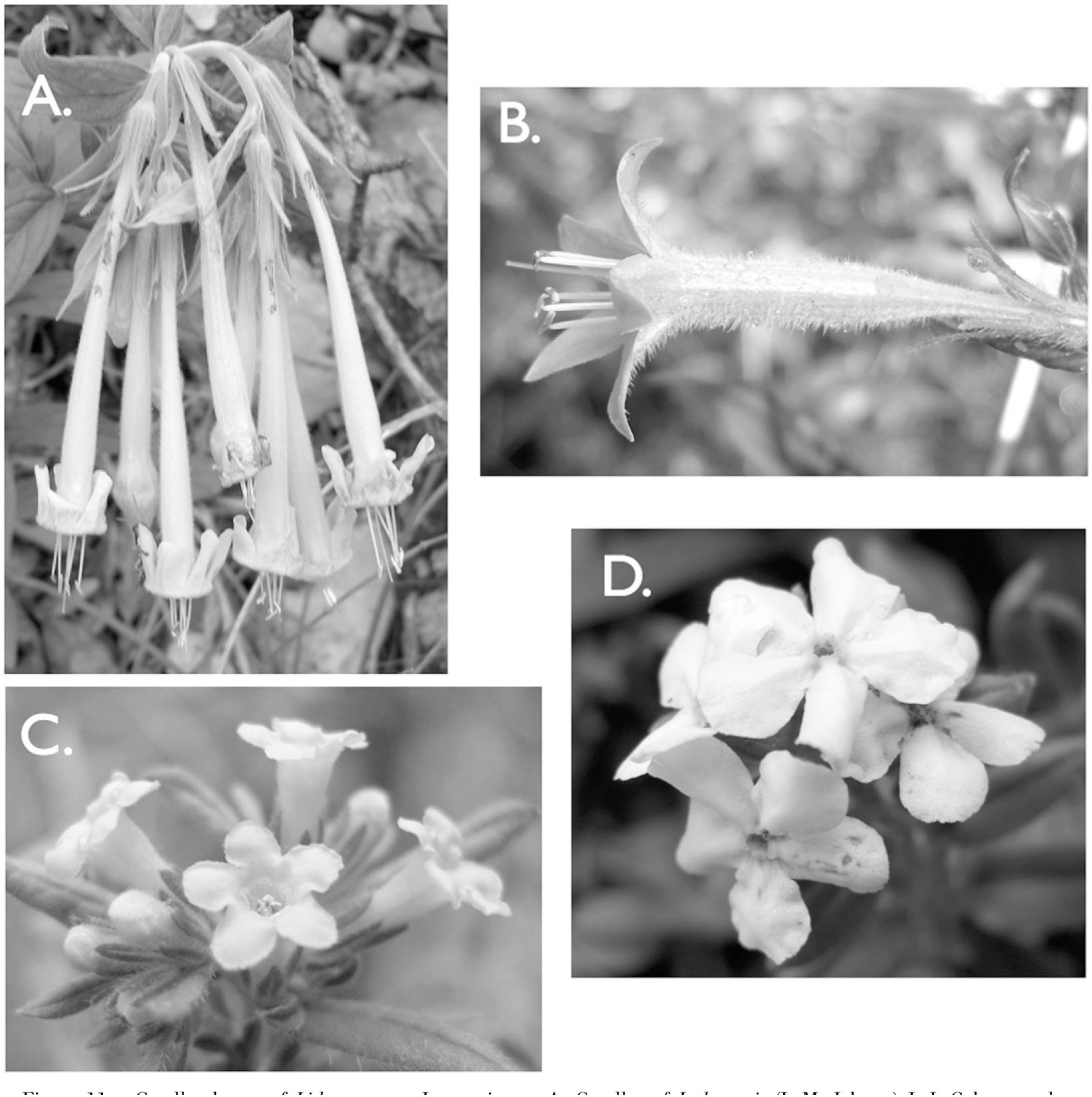 A Revision Of The Mexican Species Of Lithospermum Boraginaceae 1