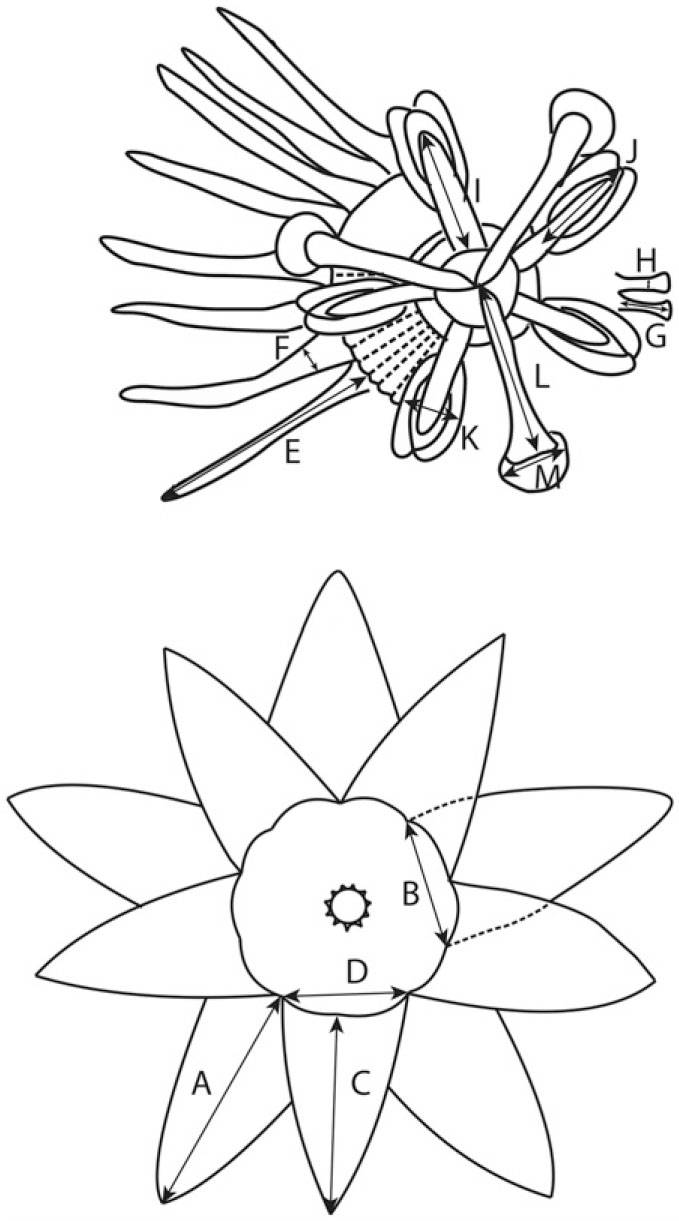 A Taxonomic Revision Of Passiflora Sect Xerogona Passifloraceae Using Principal Component Analysis1