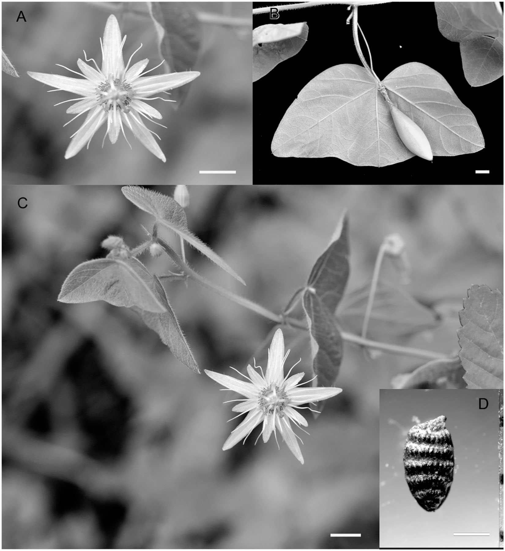 A Taxonomic Revision Of Passiflora Sect Xerogona Passifloraceae Using Principal Component Analysis1