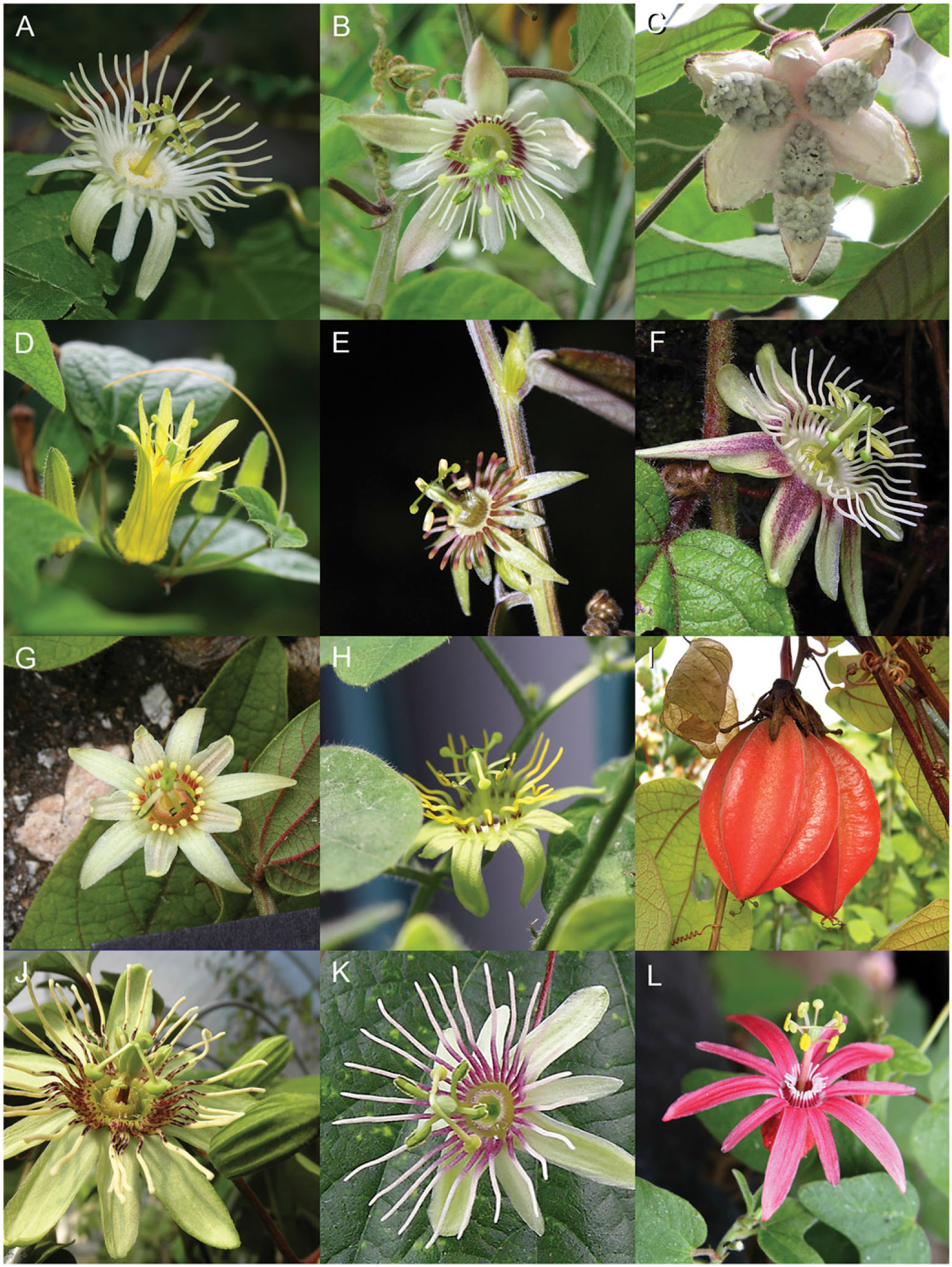 A Taxonomic Revision Of Passiflora Sect Xerogona Passifloraceae Using Principal Component Analysis1