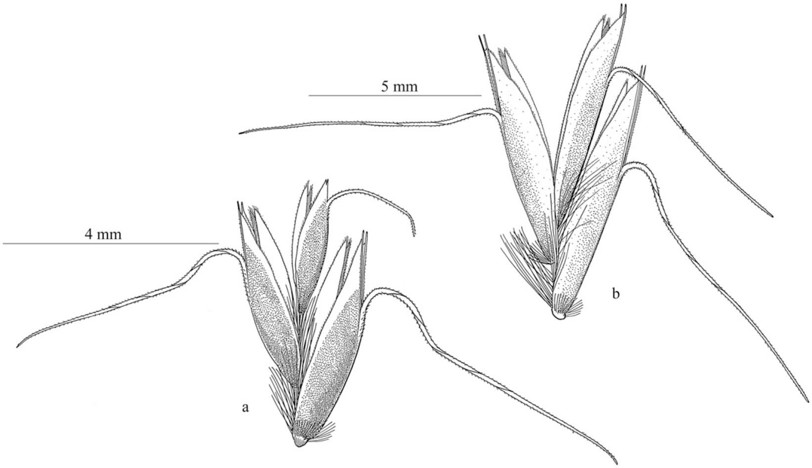 Taxonomic Revision of Trisetum Sect. Trisetum (Poaceae: Pooideae: Aveninae)  from Eurasia and North Africa1