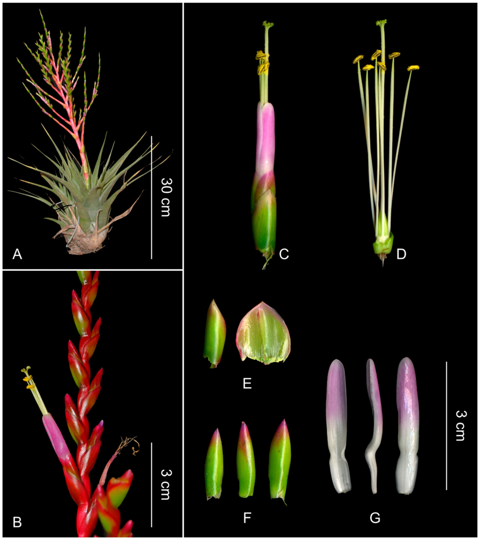 Taxonomic Treatment of the Tillandsia utriculata Complex (Bromeliaceae)1