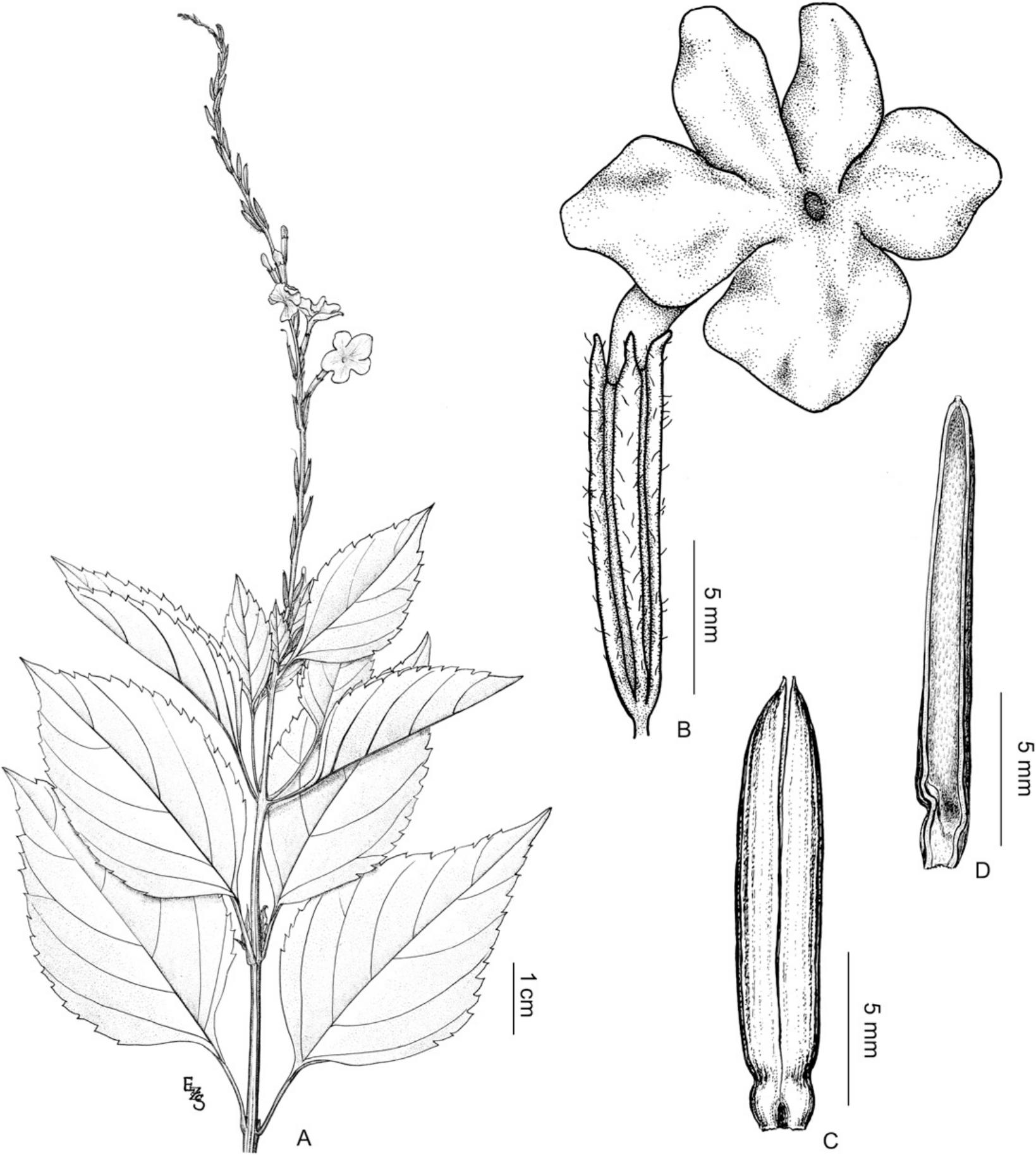 Insights Into The Systematics Of Tribe Duranteae Verbenaceae A