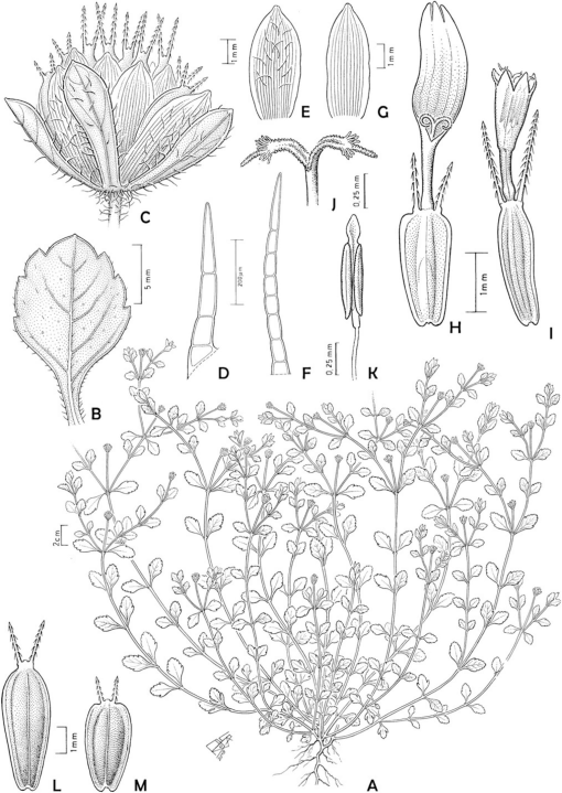 A Taxonomic Revision Of Heterosperma Asteraceae Coreopsideae 1