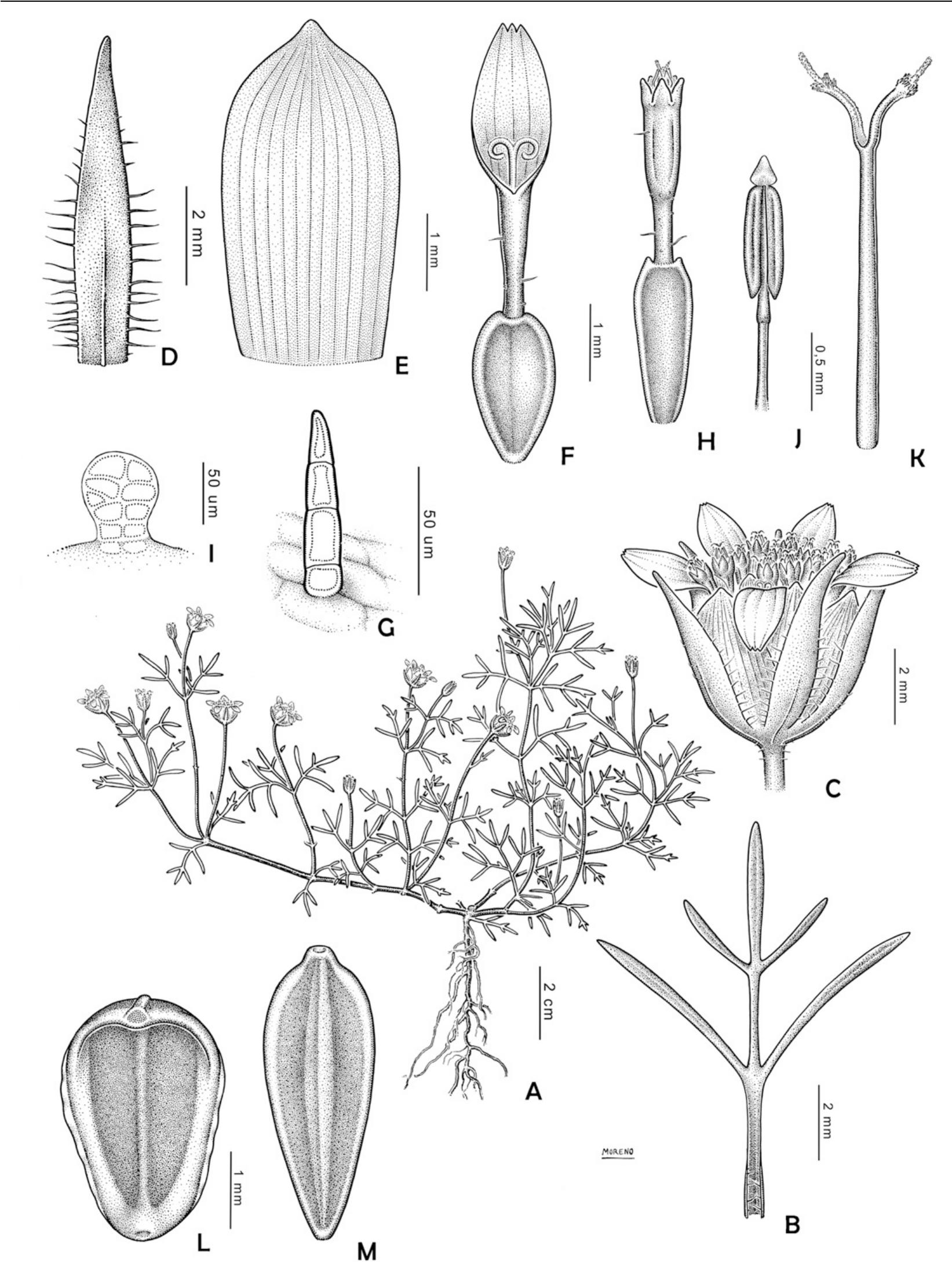 A Taxonomic Revision Of Heterosperma (Asteraceae: Coreopsideae)1