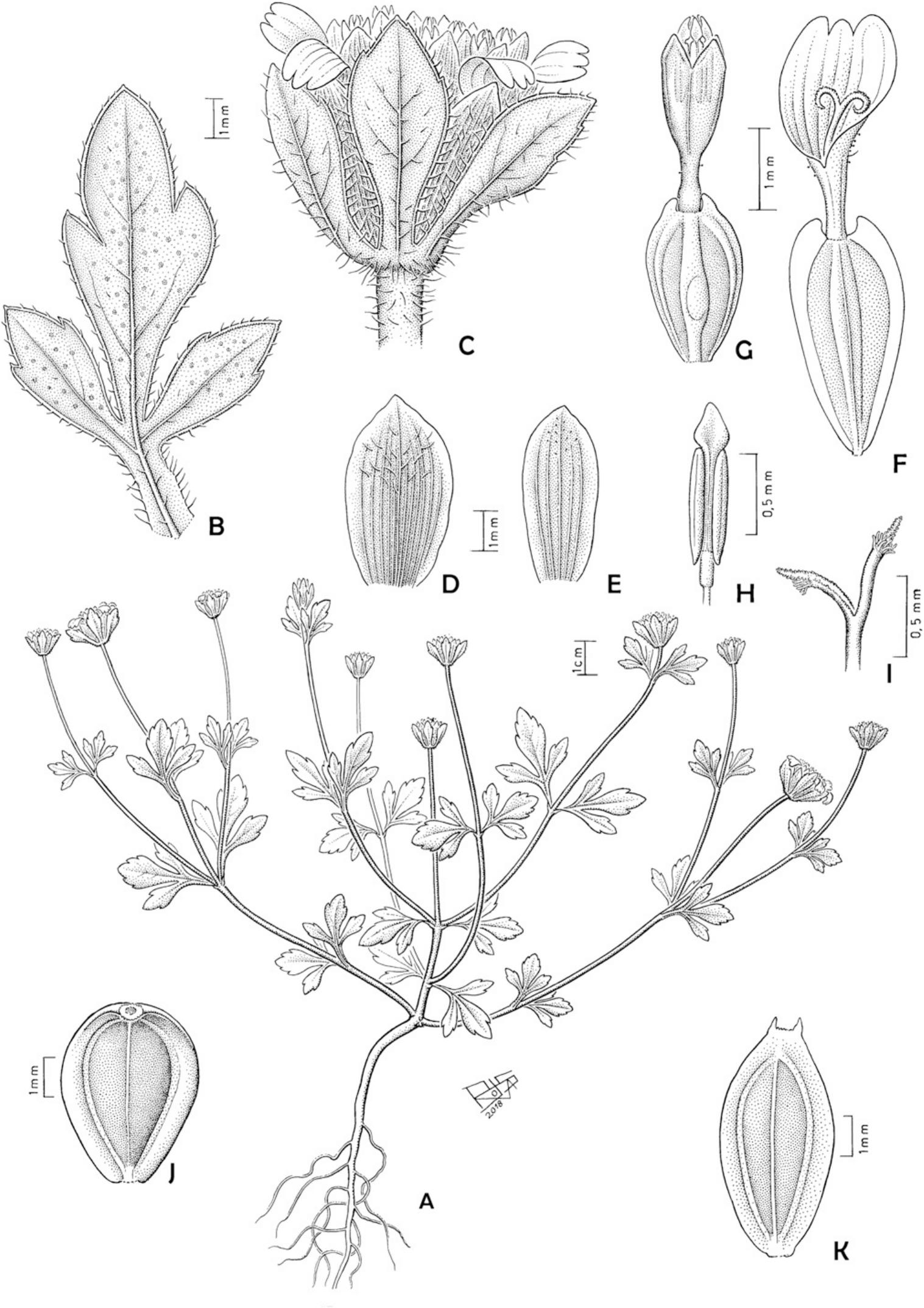 A Taxonomic Revision Of Heterosperma Asteraceae Coreopsideae 1