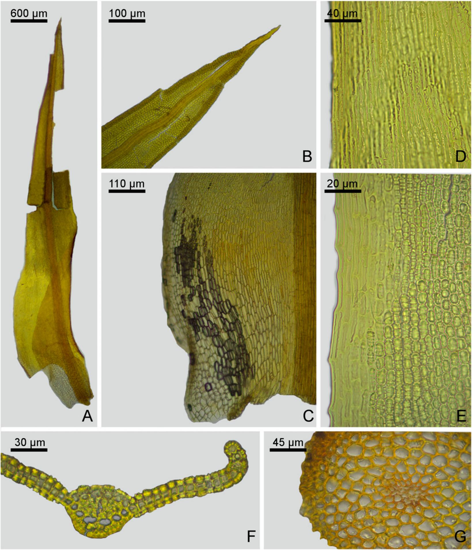Taxonomic Revision Of Chionoloma Pottiaceae Bryophyta 1
