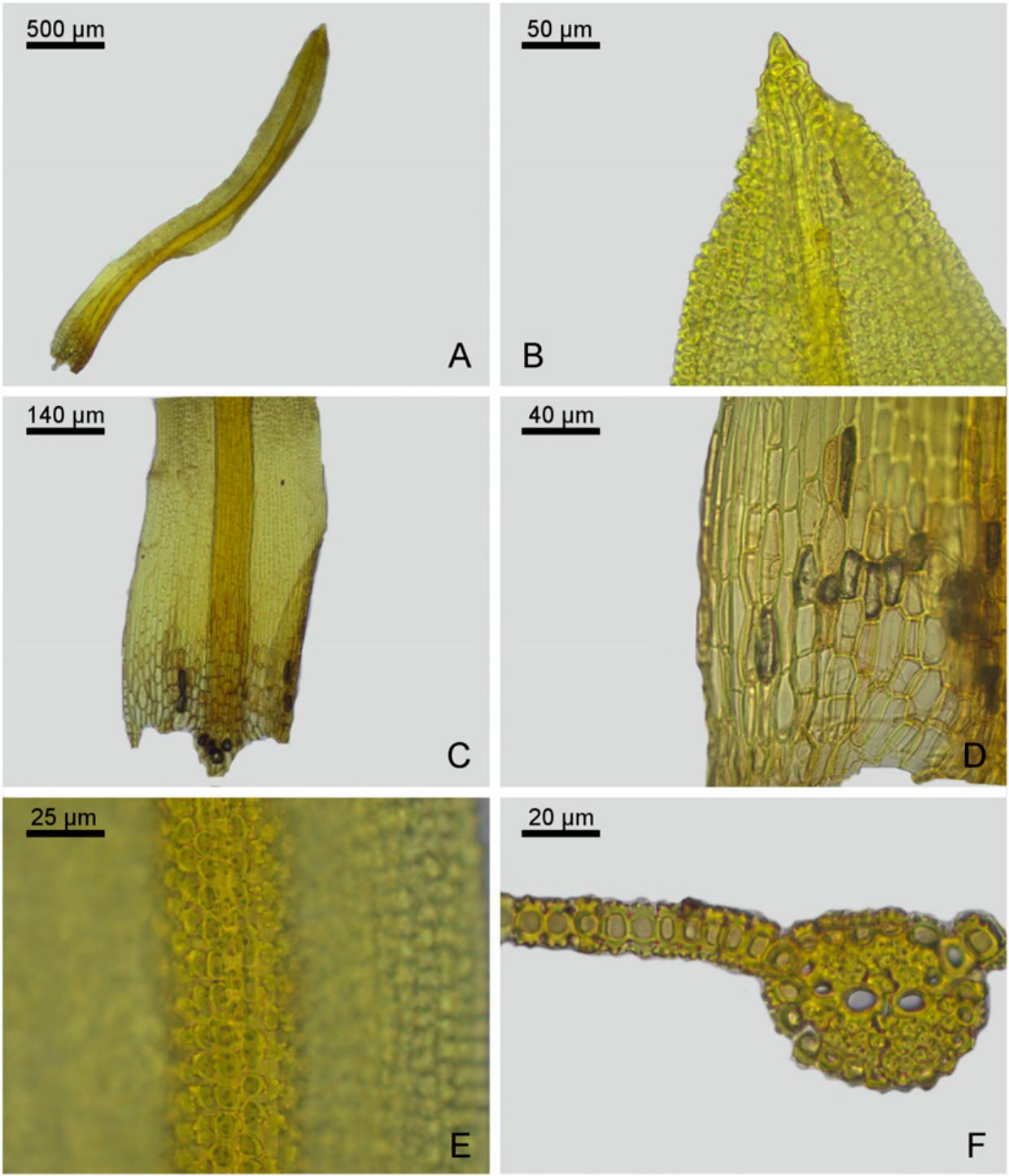 Taxonomic Revision Of Chionoloma Pottiaceae Bryophyta 1