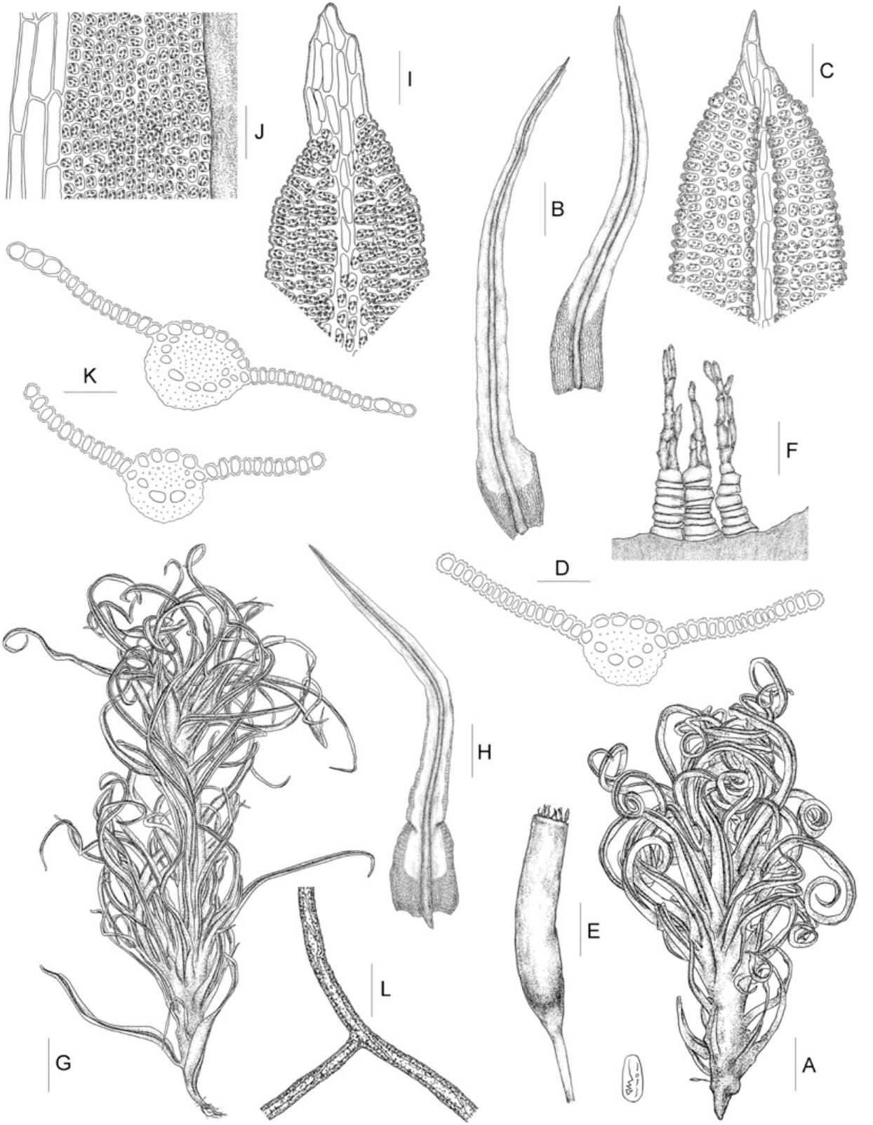 Taxonomic Revision Of Chionoloma Pottiaceae Bryophyta 1