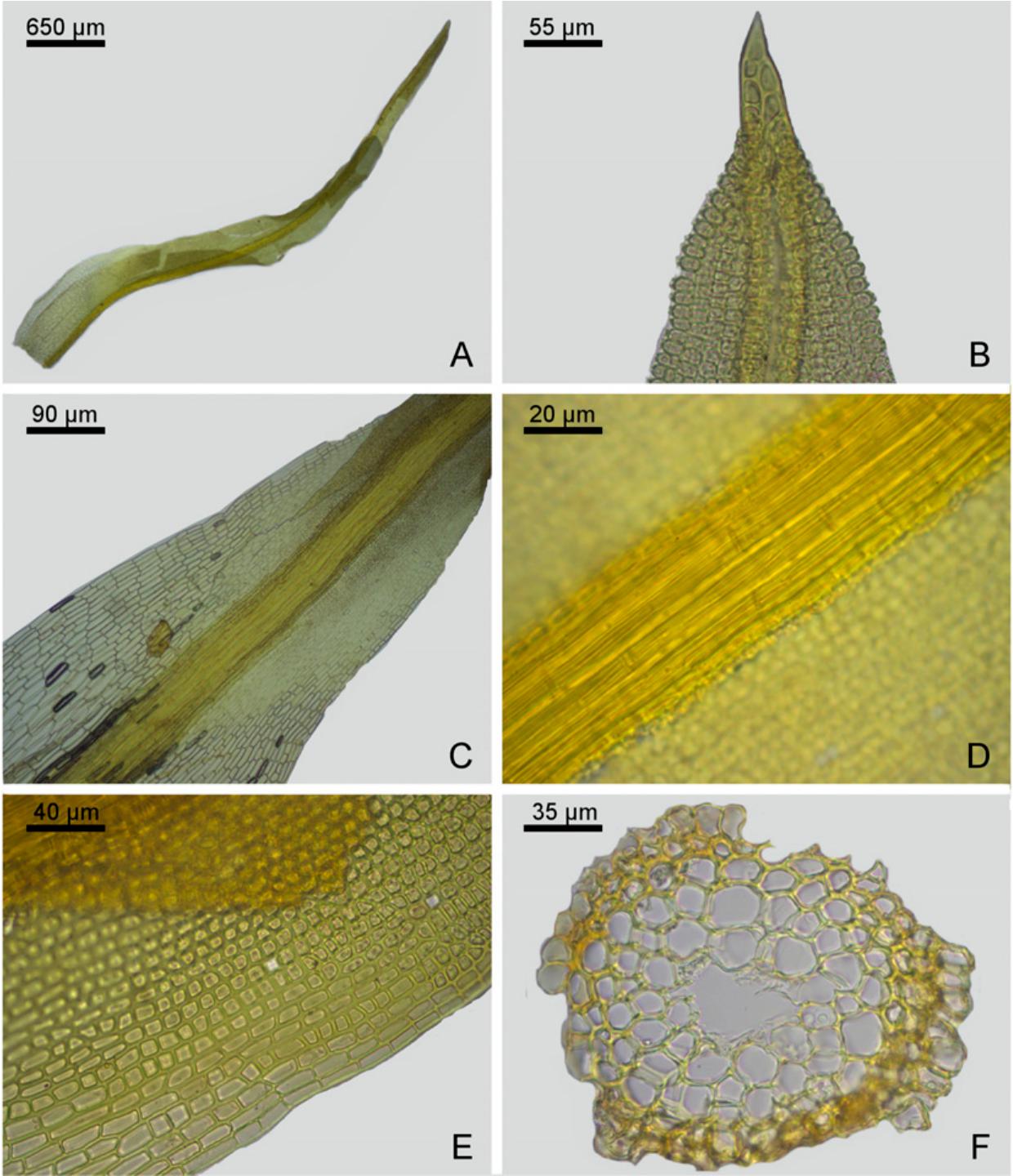 Taxonomic Revision Of Chionoloma Pottiaceae Bryophyta 1