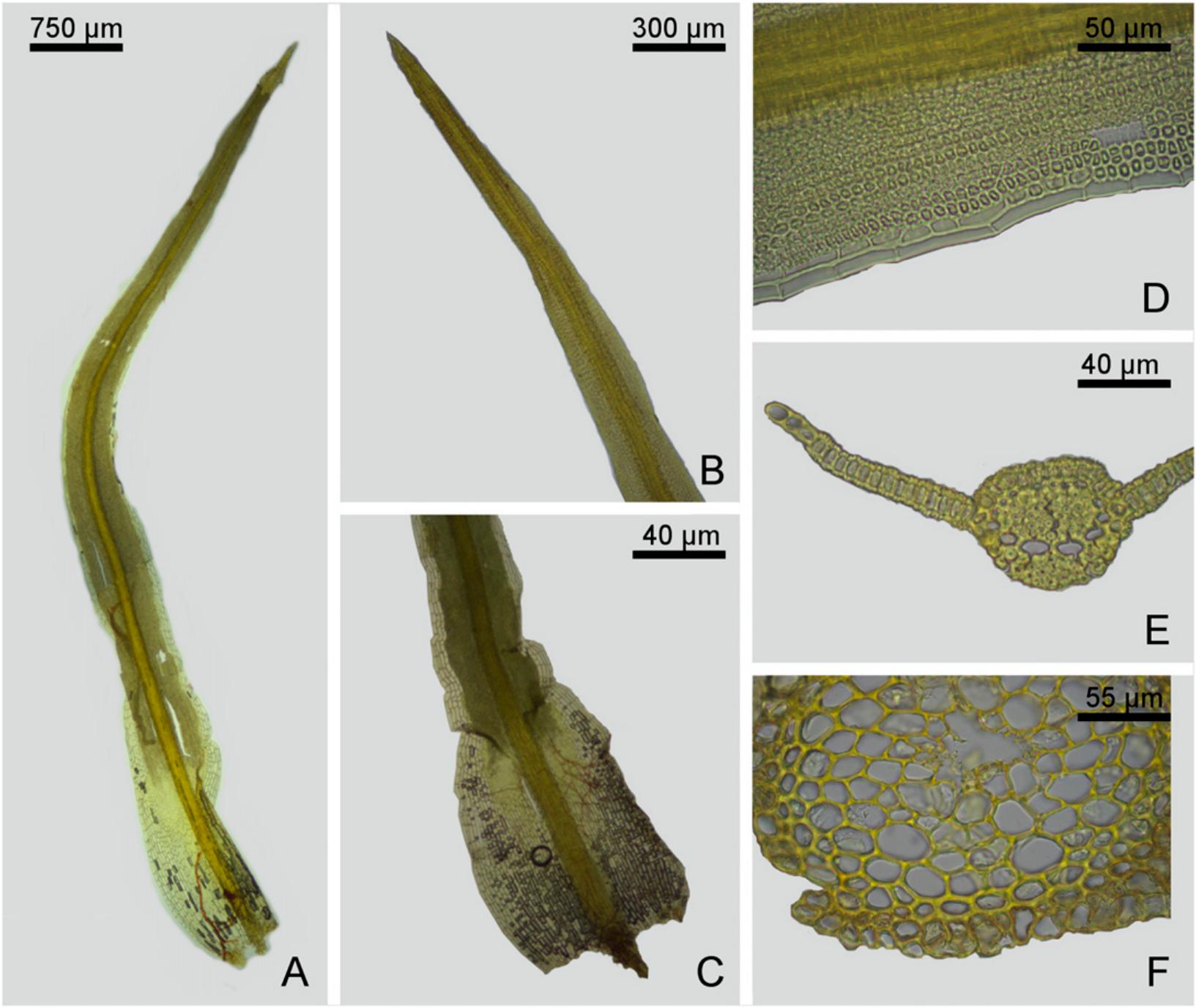 Taxonomic Revision Of Chionoloma Pottiaceae Bryophyta 1