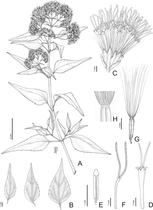 Taxonomic Revision of Kaunia (Eupatorieae, Asteraceae), an Andean