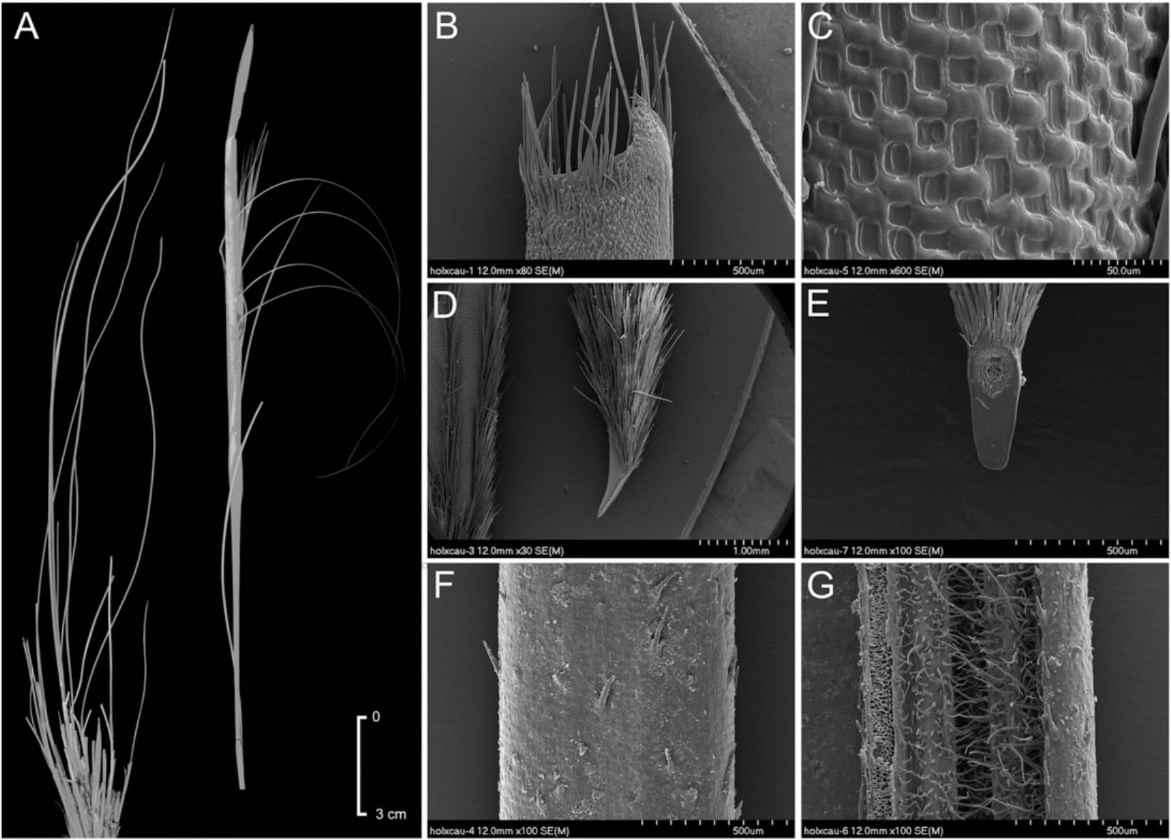 A Synopsis Of The Genus Stipa Poaceae In Middle Asia Including A Key To Species Identification An Annotated Checklist And Phytogeographic Analyses1