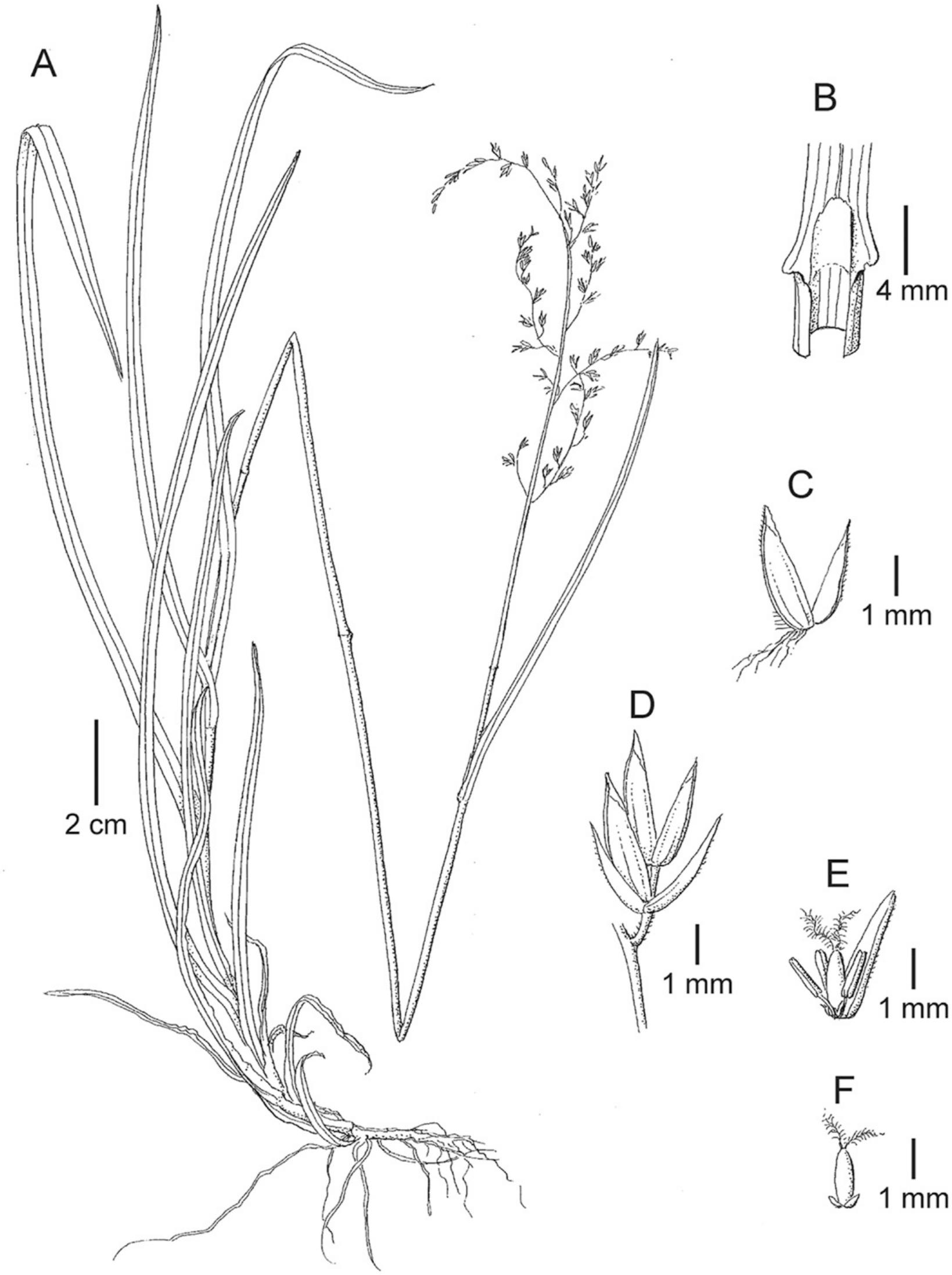 Poa Poaceae Of Colombia A Taxonomic Revision1