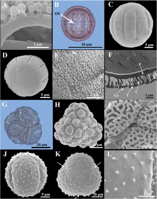 Evolution Of Angiosperm Pollen 8 Lamiids1