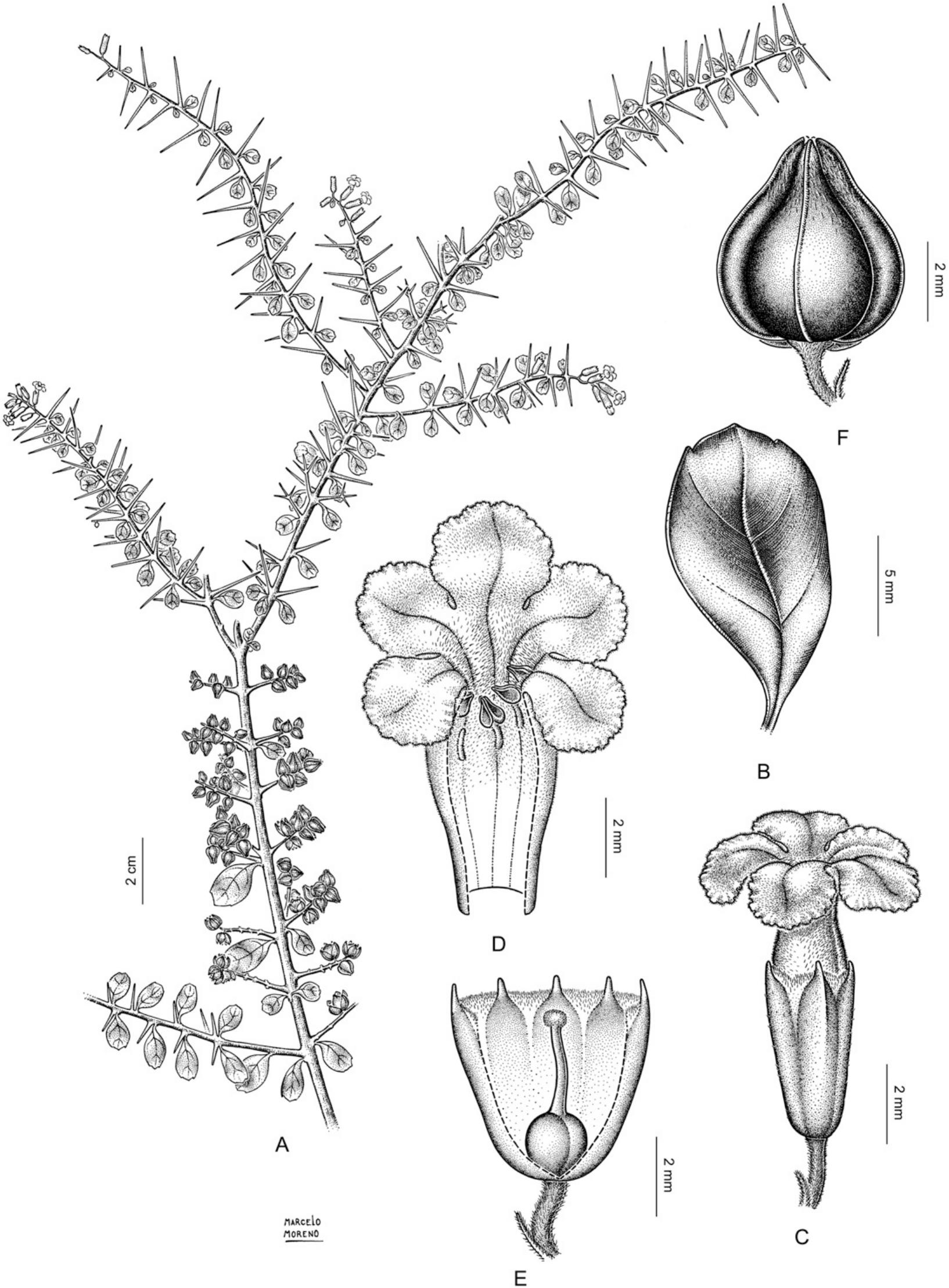 Insights Into The Systematics Of Tribe Duranteae Verbenaceae Ii A Taxonomic Revision Of The New World Genus Duranta1