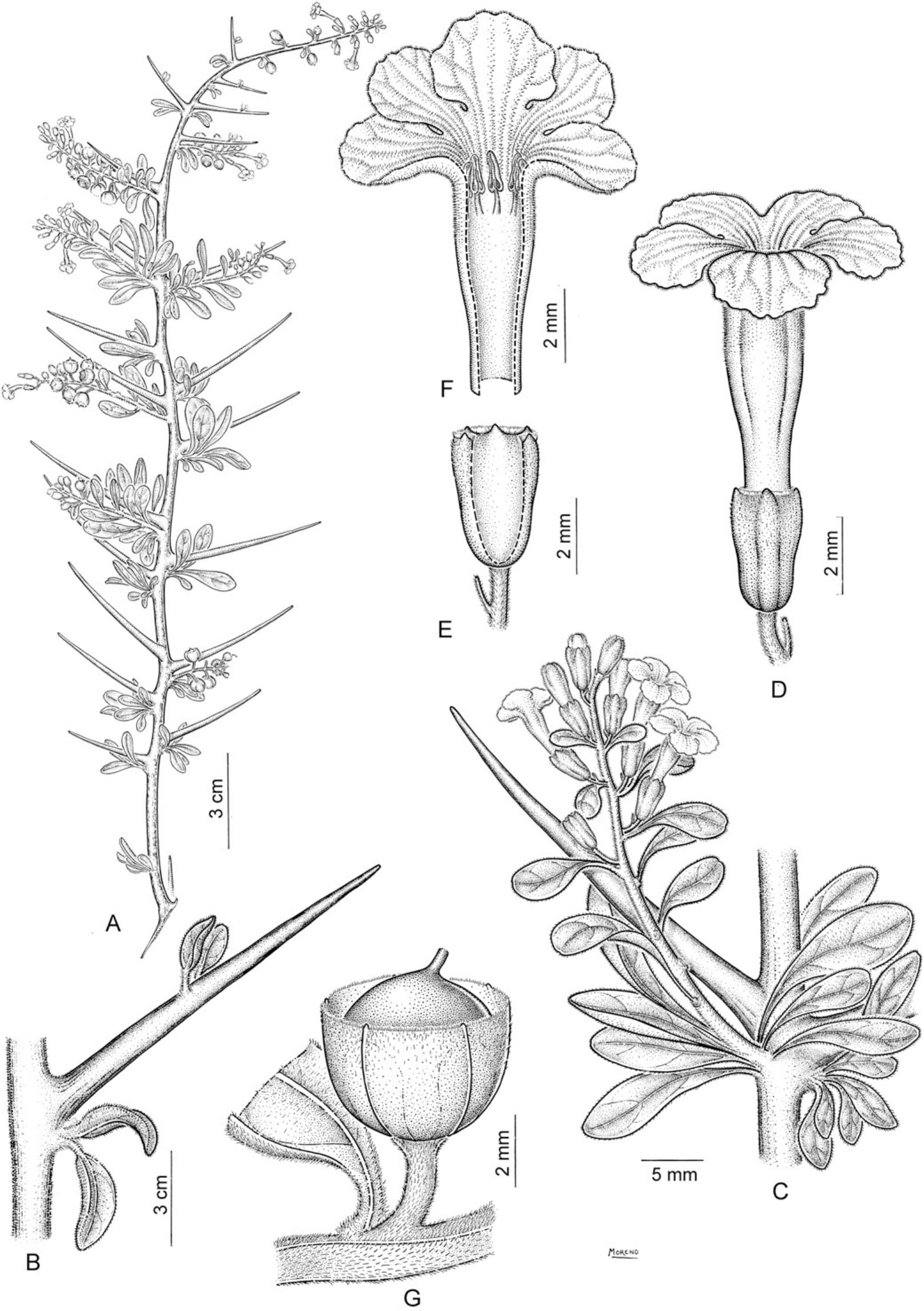 Insights Into The Systematics Of Tribe Duranteae Verbenaceae Ii A Taxonomic Revision Of The New World Genus Duranta1