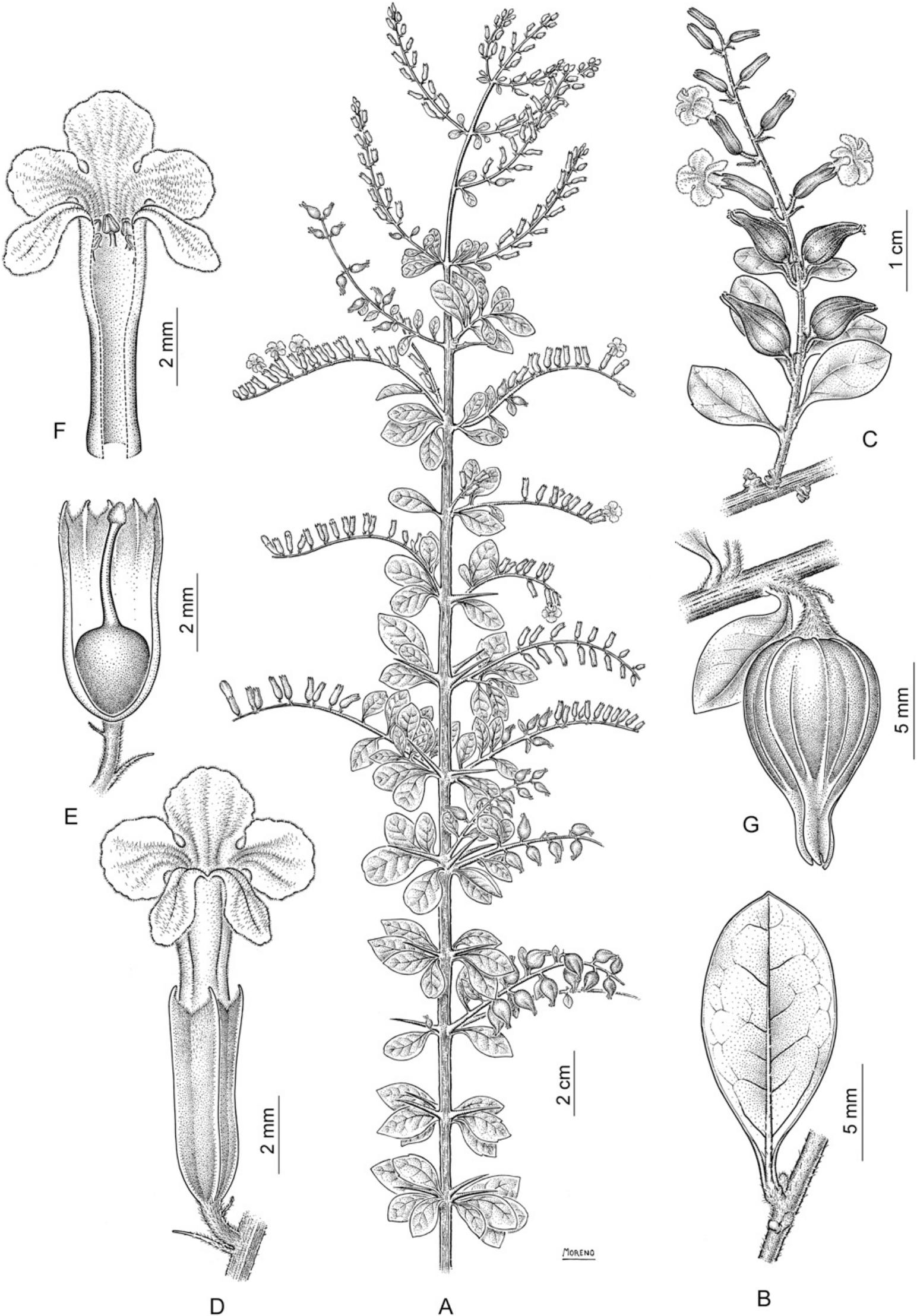 Insights Into The Systematics Of Tribe Duranteae Verbenaceae Ii A Taxonomic Revision Of The New World Genus Duranta1