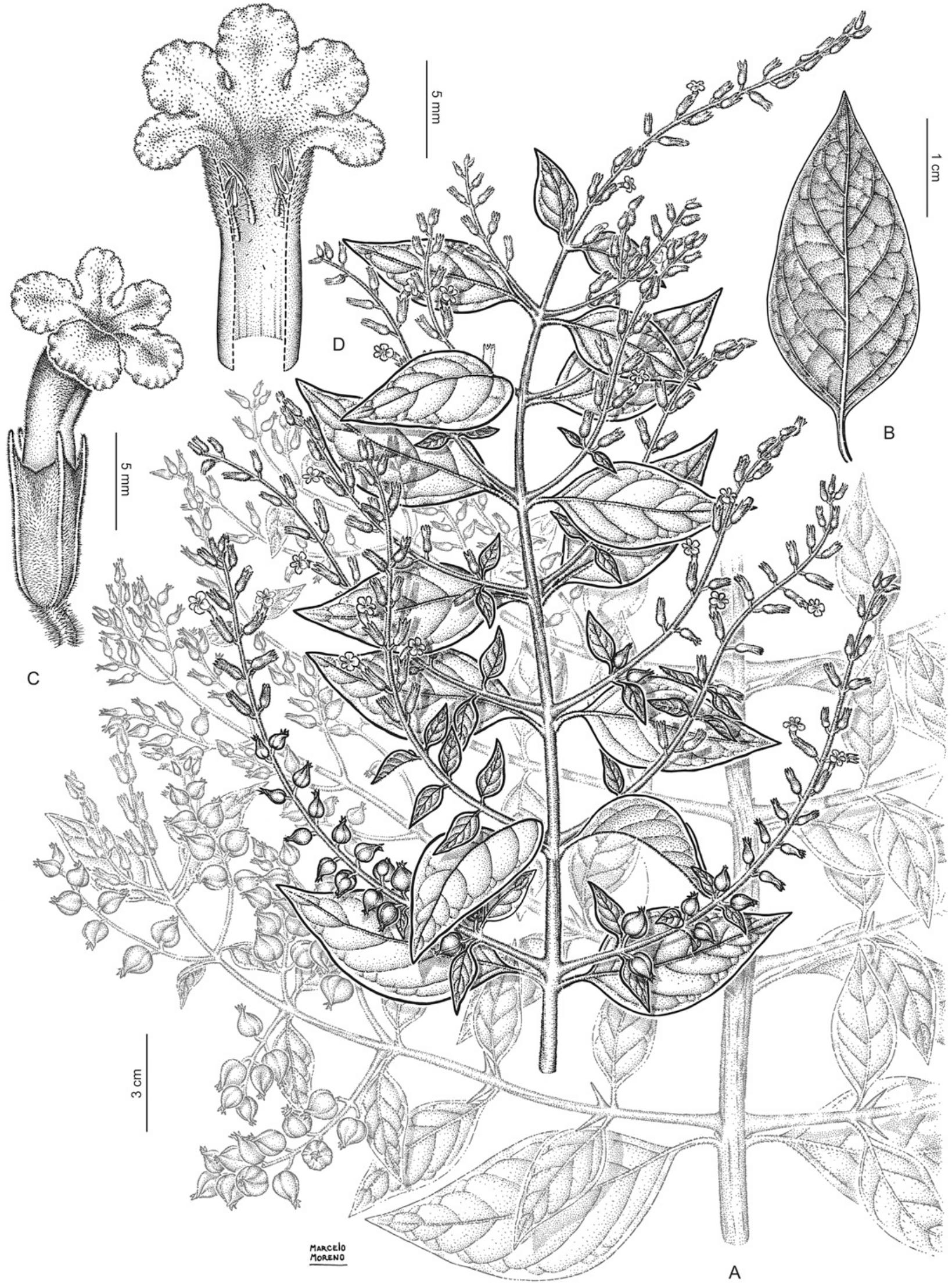 Insights Into The Systematics Of Tribe Duranteae Verbenaceae Ii A Taxonomic Revision Of The New World Genus Duranta1