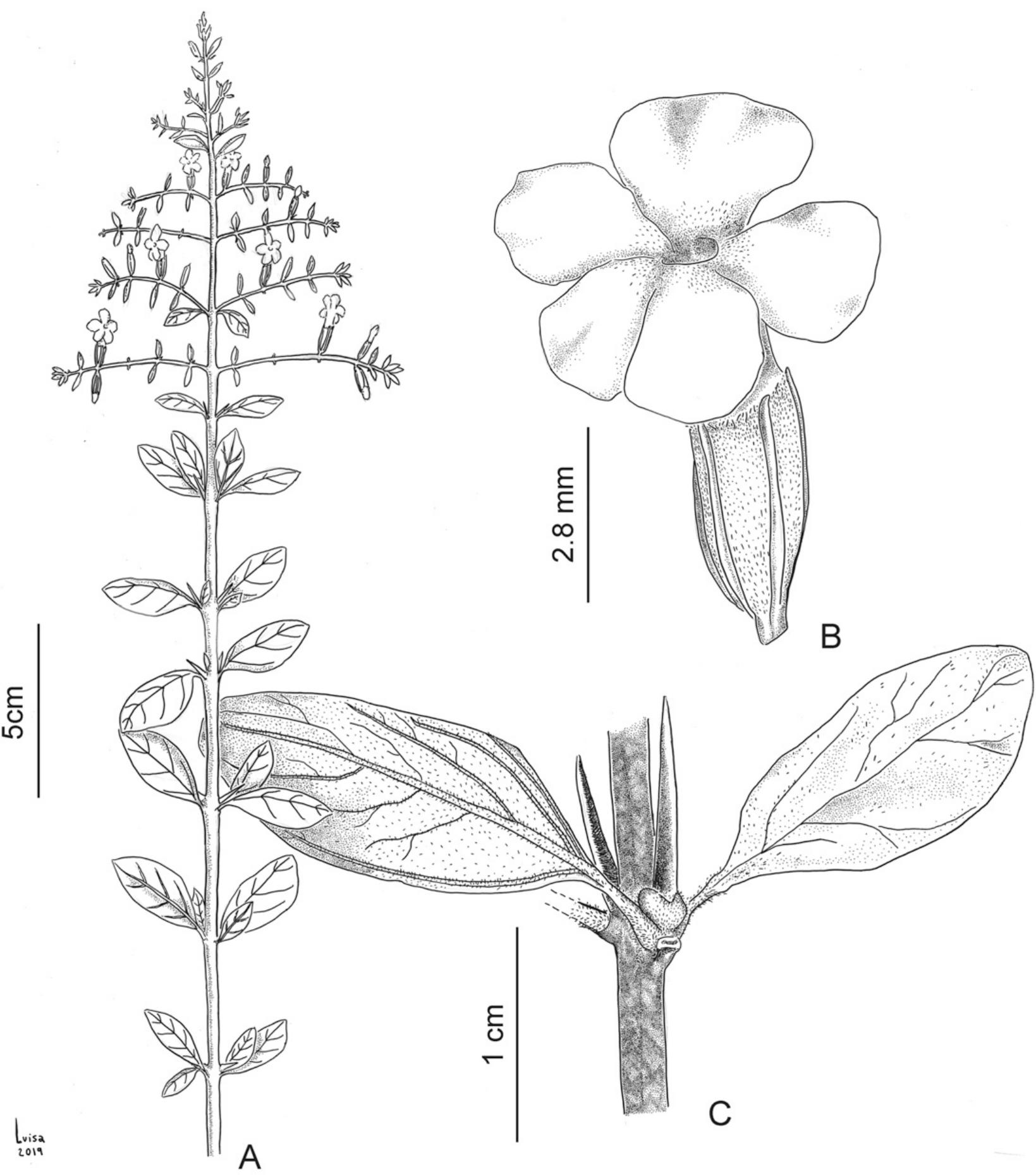 Insights Into The Systematics Of Tribe Duranteae Verbenaceae Ii A Taxonomic Revision Of The New World Genus Duranta1