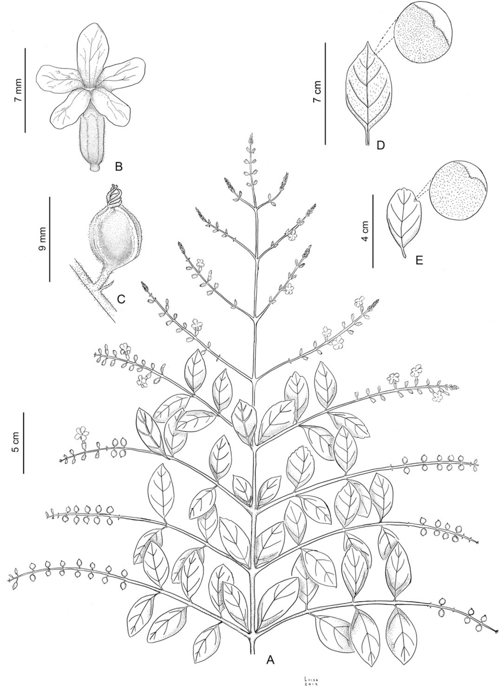 Insights Into The Systematics Of Tribe Duranteae Verbenaceae Ii A Taxonomic Revision Of The New World Genus Duranta1