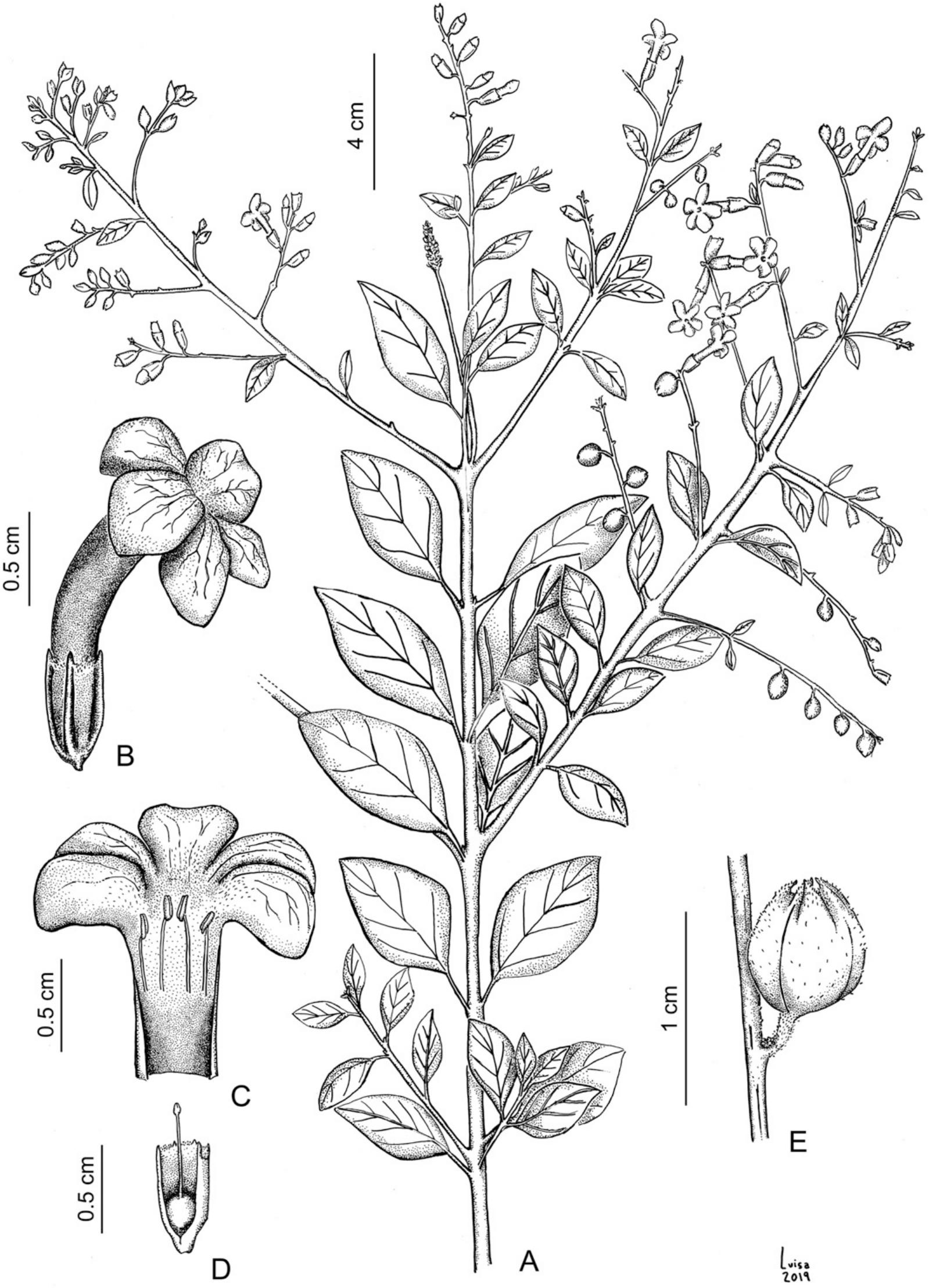 Insights Into The Systematics Of Tribe Duranteae Verbenaceae Ii A Taxonomic Revision Of The New World Genus Duranta1