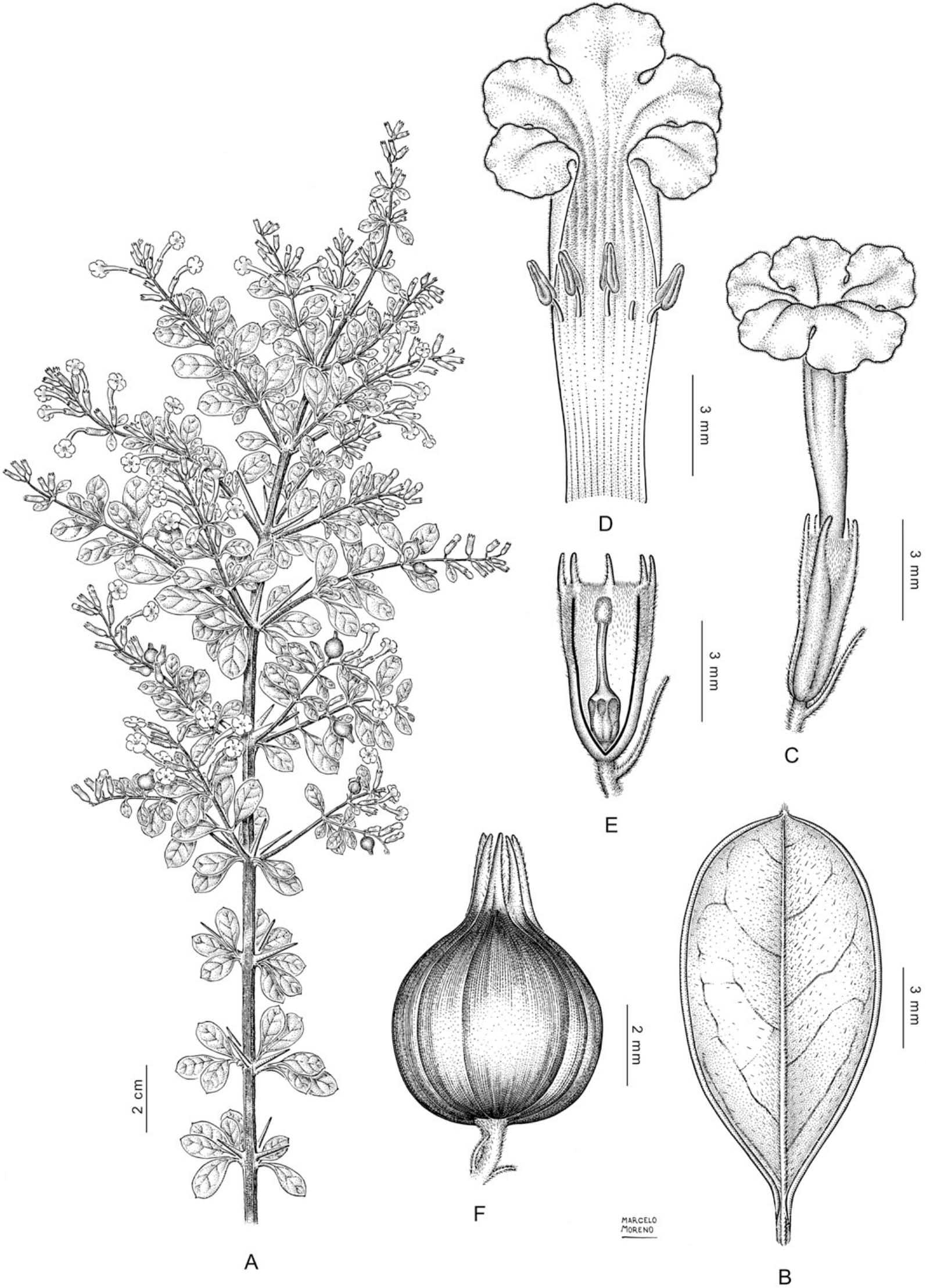 Insights Into The Systematics Of Tribe Duranteae Verbenaceae Ii A Taxonomic Revision Of The New World Genus Duranta1