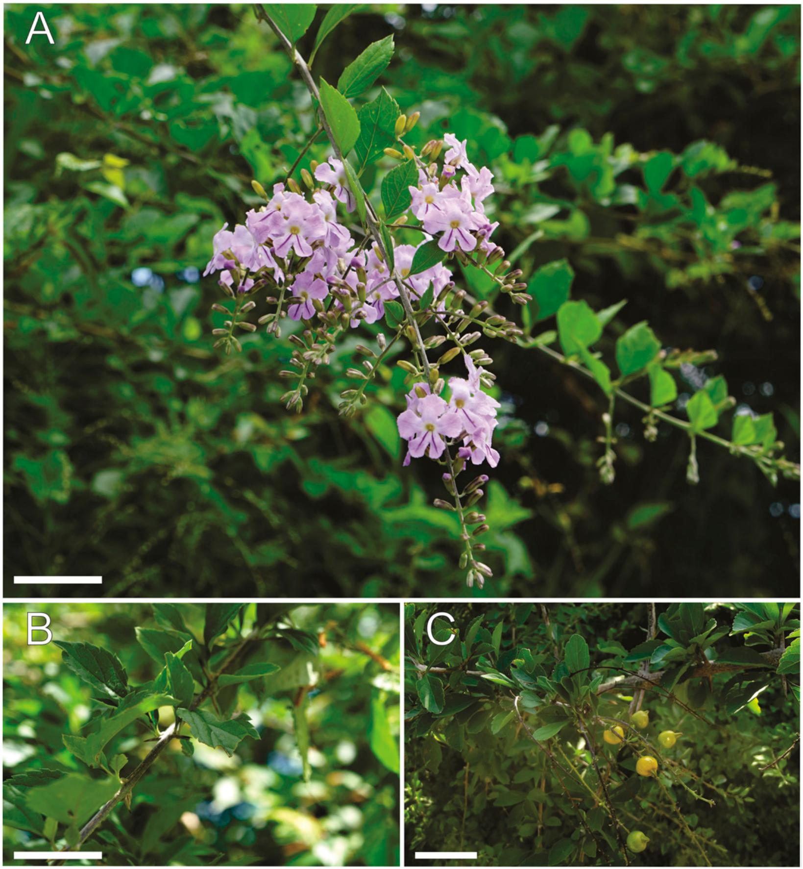 Insights Into The Systematics Of Tribe Duranteae Verbenaceae Ii A Taxonomic Revision Of The New World Genus Duranta1