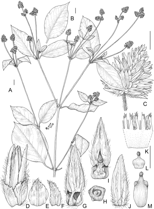 Revisión Taxonómica de las Especies de Alternanthera (Amaranthaceae) del  Cono Sur (Argentina, Sur de Brasil, Chile, Paraguay y Uruguay) y Bolivia1