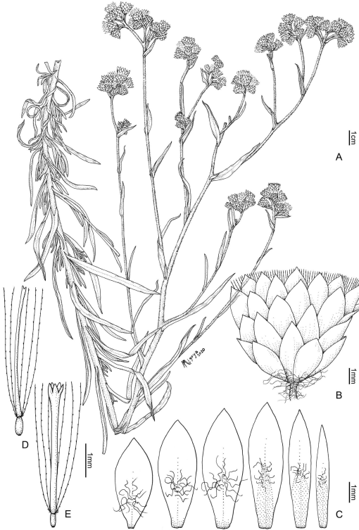 Lámina Botánica Álamo, siglo XIX