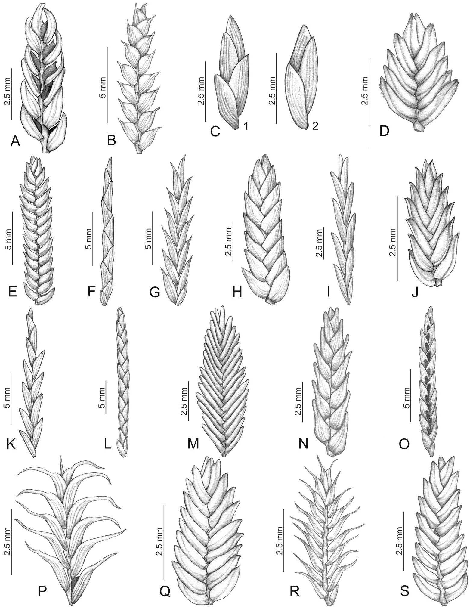 Diversity And Taxonomy Of Cyperus (cyperaceae) In The Central-west 