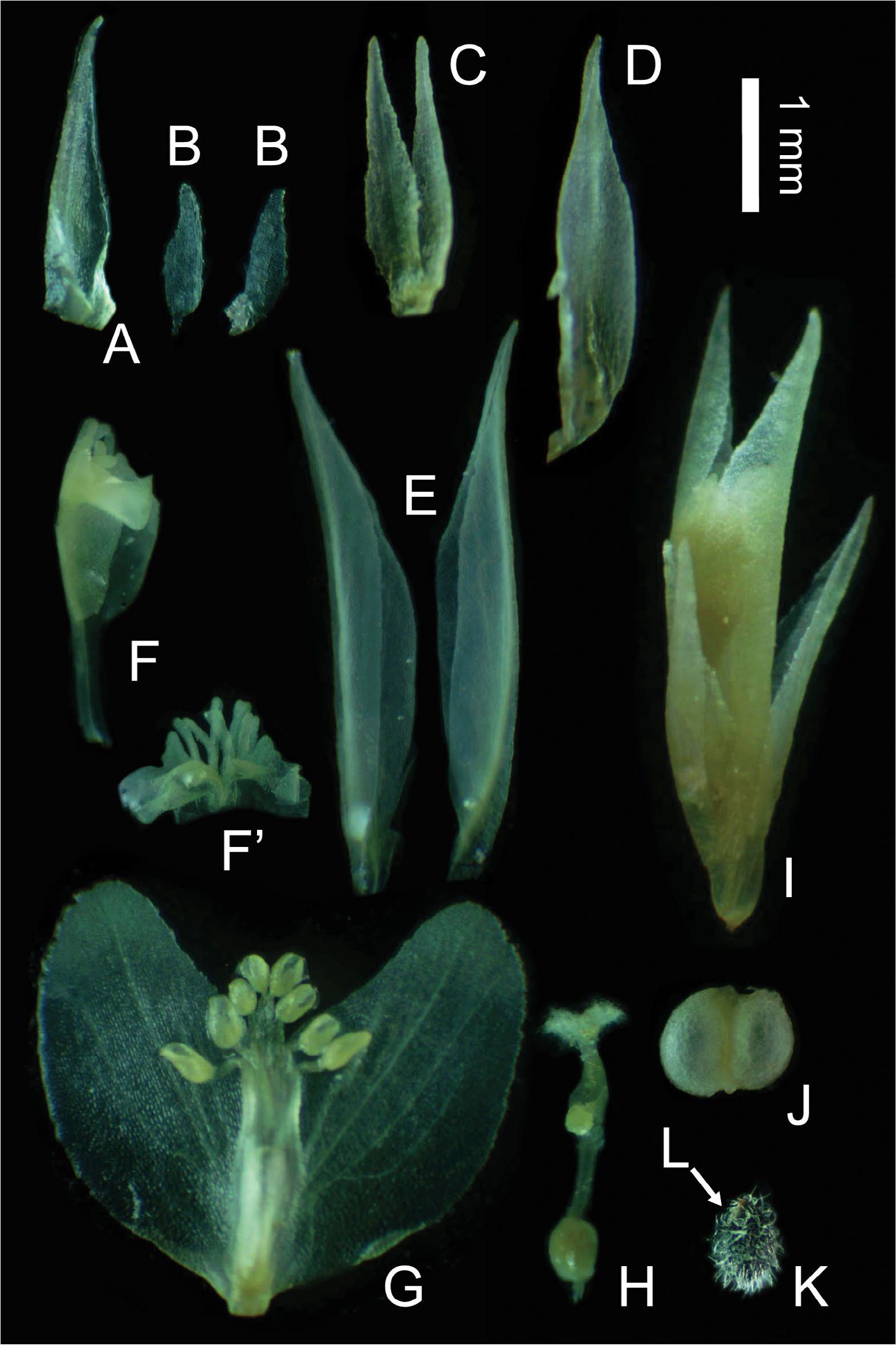 Toward New Generic Delimitations in Polygalaceae II: Senega1