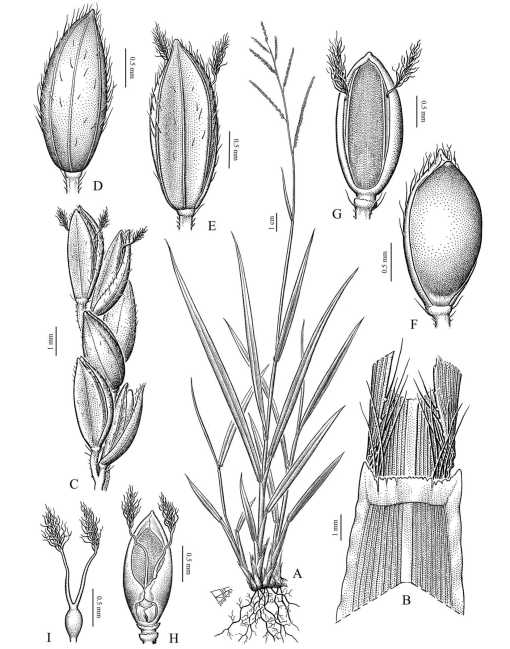 Taxonomic Revision of Paspalum Group Caespitosa (Poaceae, Panicoideae,  Paspaleae)1