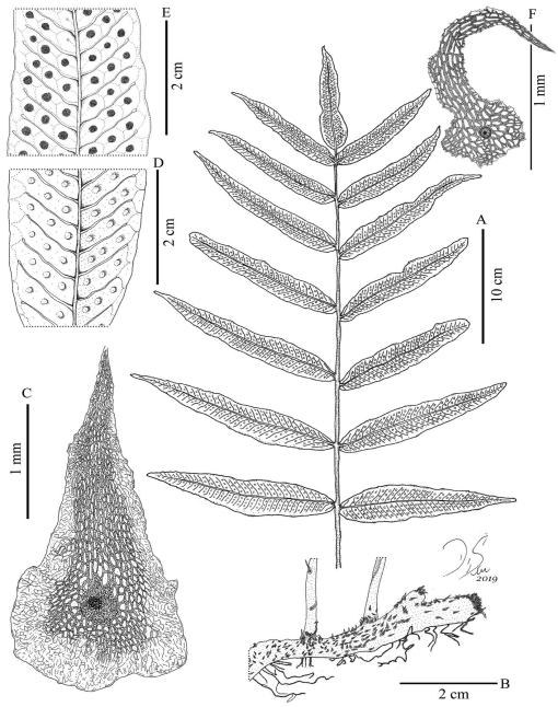 Taxonomic Revision of Serpocaulon (Polypodiaceae)1