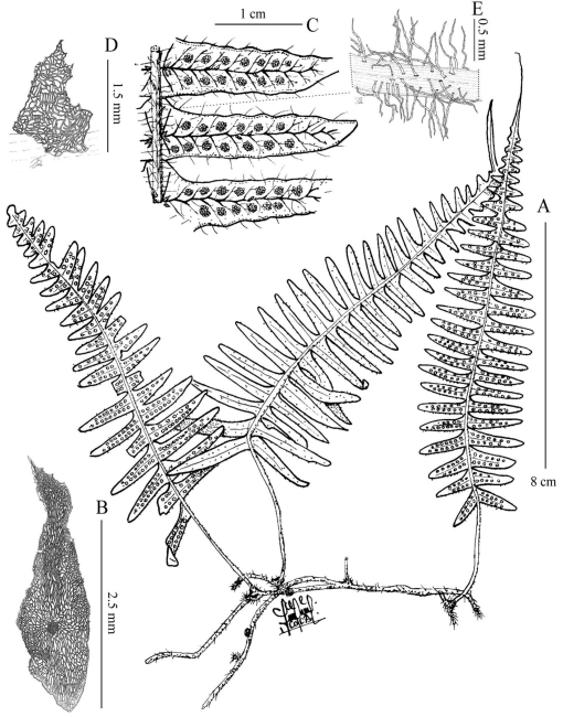 Taxonomic Revision of Serpocaulon (Polypodiaceae)1