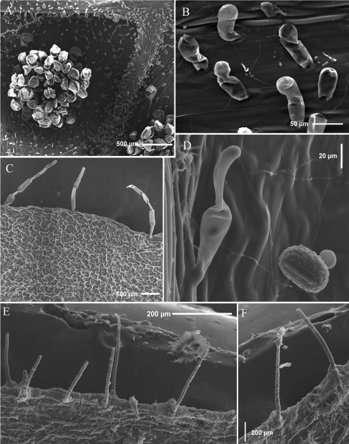 Taxonomic Revision of Serpocaulon (Polypodiaceae)1