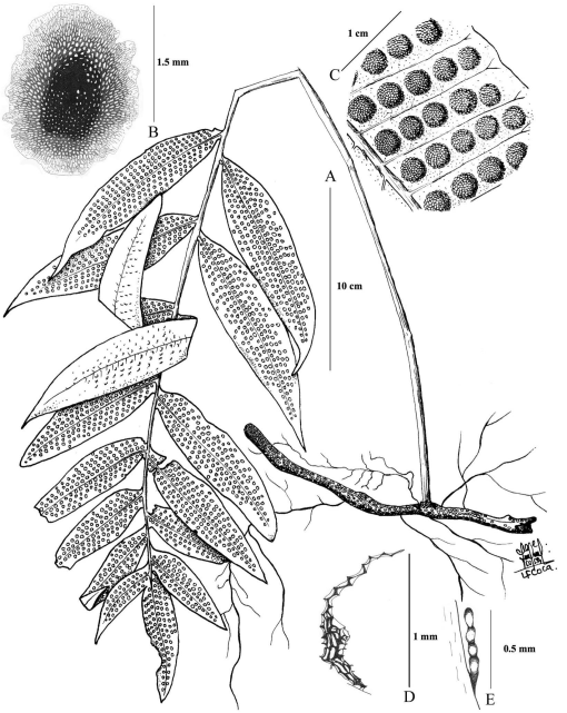 Taxonomic Revision of Serpocaulon (Polypodiaceae)1