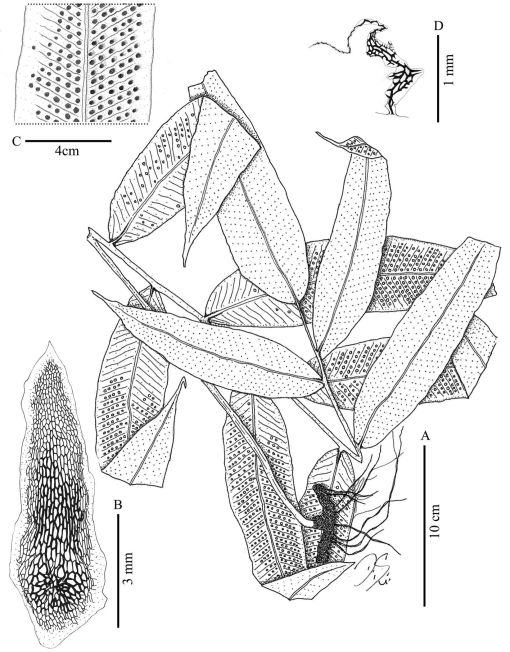 Taxonomic Revision of Serpocaulon (Polypodiaceae)1