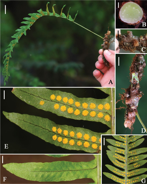 Taxonomic Revision of Serpocaulon (Polypodiaceae)1