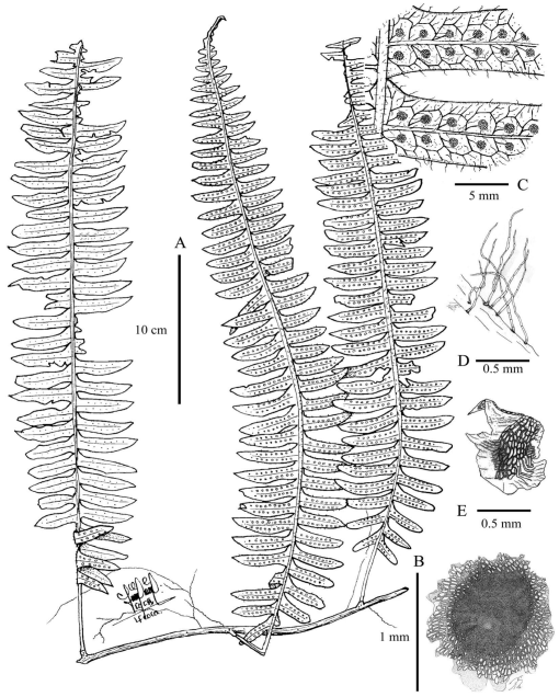 Taxonomic Revision of Serpocaulon (Polypodiaceae)1