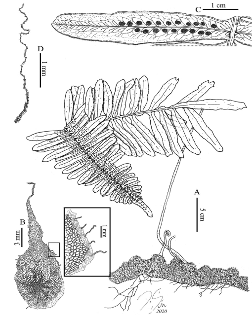 Taxonomic Revision of Serpocaulon (Polypodiaceae)1