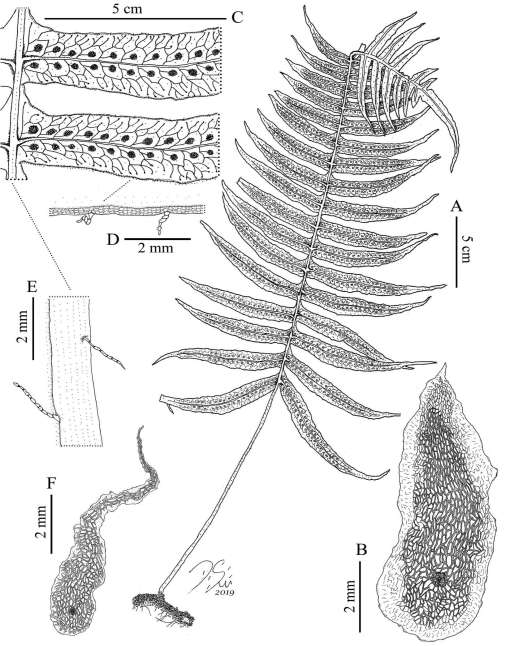 Taxonomic Revision of Serpocaulon (Polypodiaceae)1