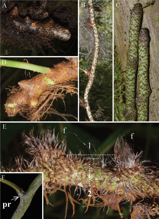 Taxonomic Revision of Serpocaulon (Polypodiaceae)1