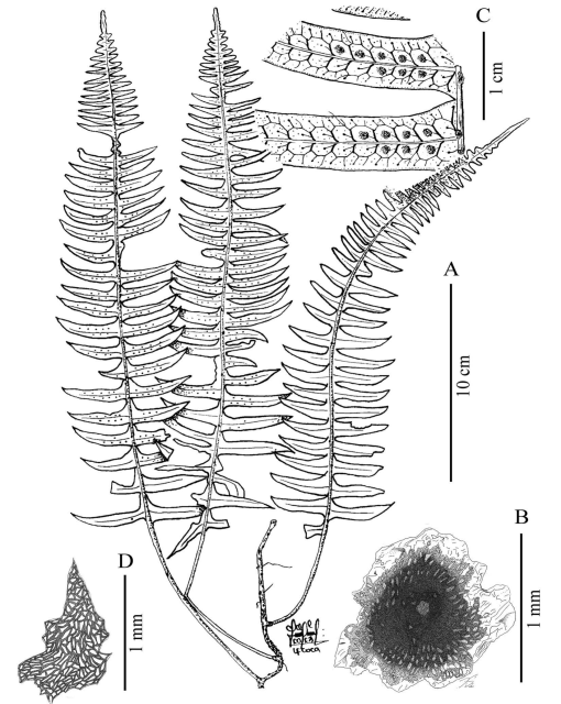 Taxonomic Revision of Serpocaulon (Polypodiaceae)1