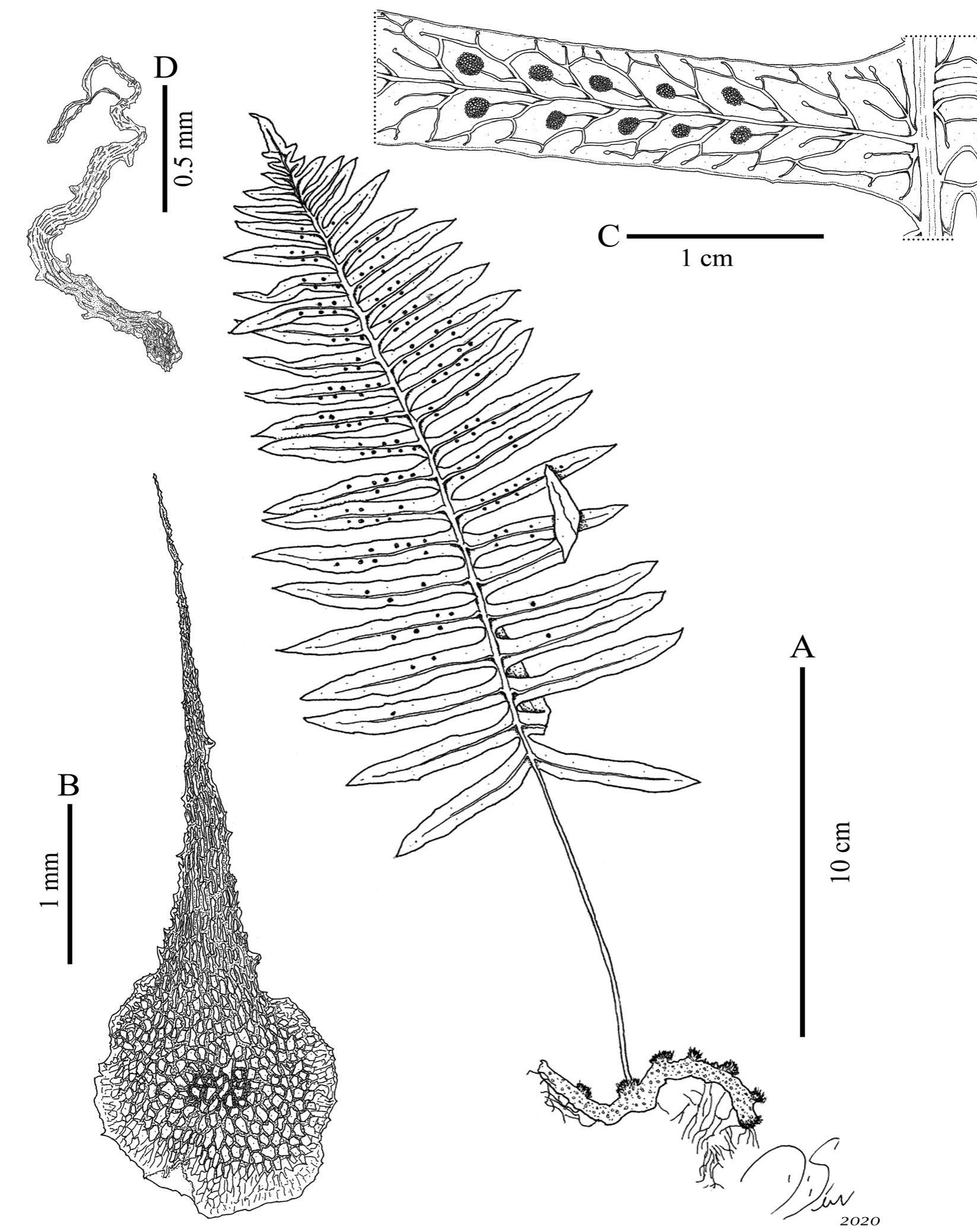 Taxonomic Revision of Serpocaulon (Polypodiaceae)1